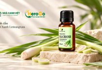 Sả Chanh Lemongrass NHÀ XANH VIỆT: hương thảo mộc trong nhịp sống đô thị